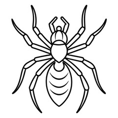 spider on a white background