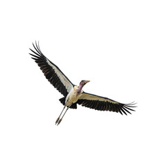 American jungle stork flying high side view generative AI