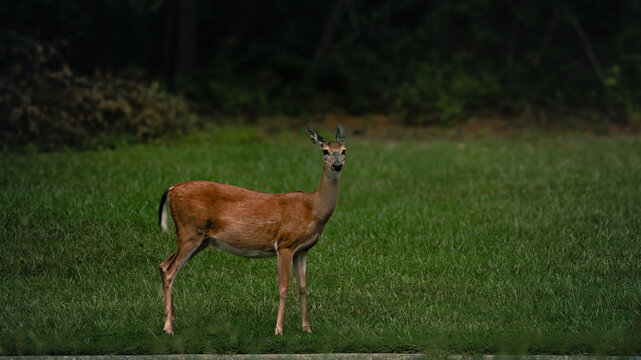Went for a walk in the Grovetown woods