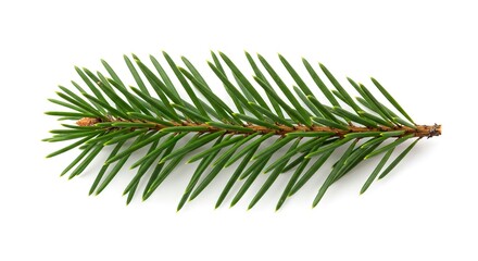 Fir branch with needles along a brown stem on a white backdrop