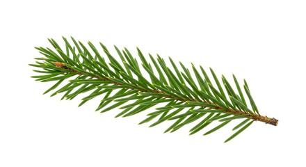 Spruce branch green needles sprout from a brown stem against a white backdrop