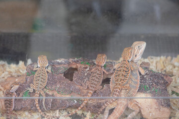 A cluster of baby bearded dragons resting on a piece of wood inside a glass terrarium