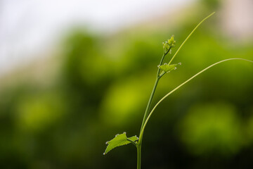 close-up shot of a delicate, young green shoot with small leaves and tendrils reaching upwards