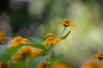 bright yellow Dahlberg Daisy (Thymophylla tenuiloba), also known as Golden Fleece or Pricklyleaf.