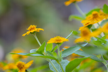 bright yellow Dahlberg Daisy (Thymophylla tenuiloba), also known as Golden Fleece or Pricklyleaf.