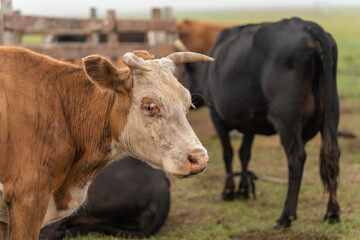 Rinder Kühe Mongolei Viehzucht