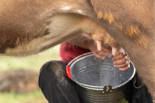 K&uuml;he Melken Rinder Milch Euter
