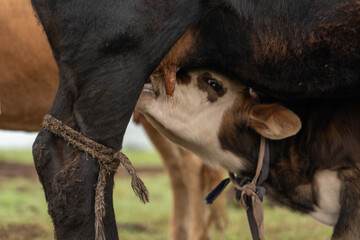 Rinder Kühe Mongolei Viehzucht