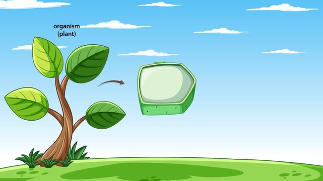 Plant Structure Breakdown: Organism to Chloroplast Animation