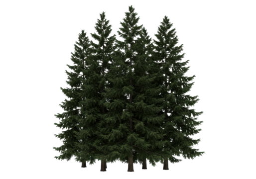 Group of lush green coniferous trees standing together in a serene forest setting