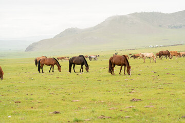 Rinder Kühe Mongolei Viehzucht