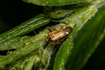 bug on a branch on a black background. isolated. colorful macro photo of an insect. close-up. natural lighting. empty