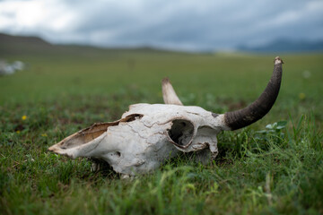 Tierknochen in der Steppe Schädel