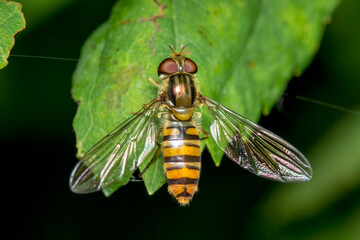 a sun fly on a blurred background. a colorful macro photo of an insect. space for text. a beautiful...