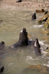 Sea lions seen at the port of Ilo, the main attraction for tourists.