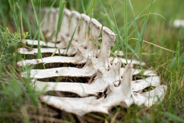 Skelett einer Ziege Schaf Rippen