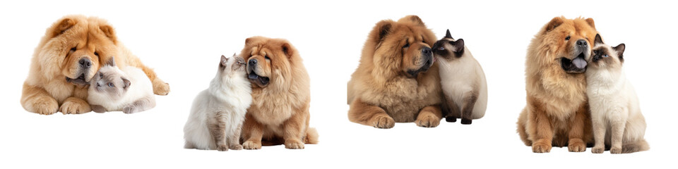 Obraz premium Playful Interactions Between Chow Chow Dogs and Siamese Cats