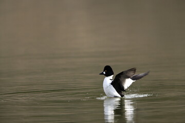 Common Goldeneye (Bucephala clangula) male in Japan
