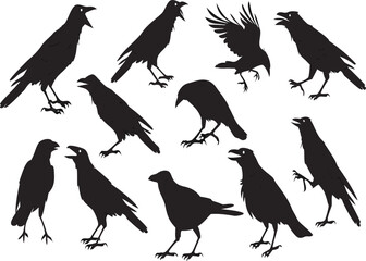 Collection of diverse black crow silhouettes in various dynamic poses, including standing, walking, and mid-flight, showcasing their distinctive shapes and movements against a clean backdrop.