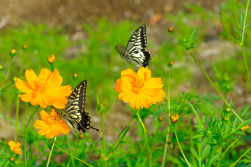 黄花コスモスとアゲハチョウの共演