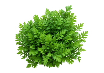 Lush green herbaceous plant viewed from above, showcasing vibrant foliage in a garden setting
