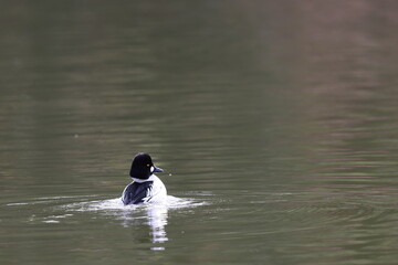Common Goldeneye (Bucephala clangula) male in Japan