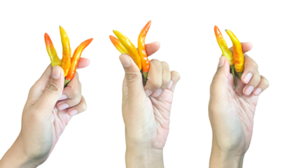 human hands holding red and yellow chili peppers