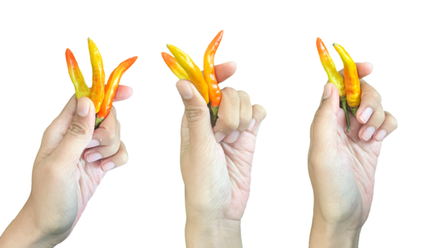 human hands holding red and yellow chili peppers