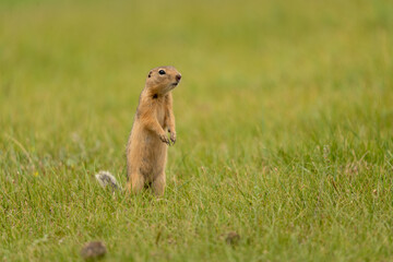 Erdhörnchen Asien Feld Wiese Mongolei