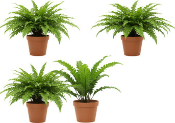 Lush green ferns in terracotta pots arranged artistically on a white background isolated on white background