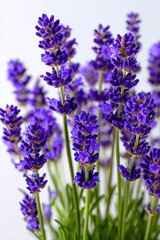Naklejka premium Closeup Purple Lavender Bouquet On White Background