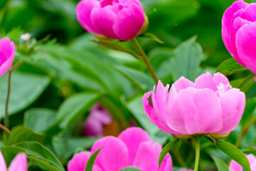 Fototapeta premium 鮮やかなピンクの芍薬の花と虫の共演