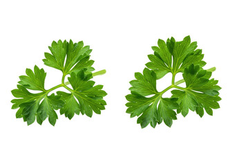 Fresh green parsley leaves arranged symmetrically on a clean background, ideal for culinary use