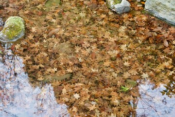 A lot of autumn leaves in the river