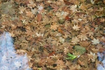 Naklejka premium A lot of autumn leaves pooled in the river