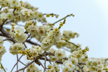 青空の下に咲く白梅の花の枝