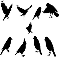 Obraz premium Set of black bird silhouettes. Vector elements for design. 
