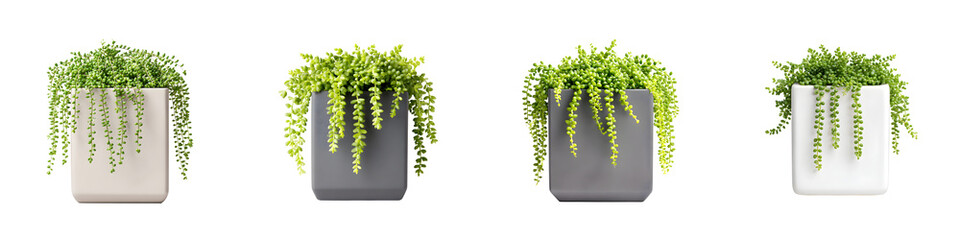 String of Pearls Plant Variety: Potted Houseplants on White