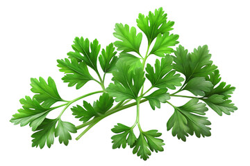 Fresh curly parsley herb sprig isolated on transparent background