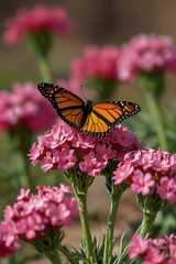 Obraz premium Monarch butterfly rests on a cluster of delicate pink flowers in soft natural light