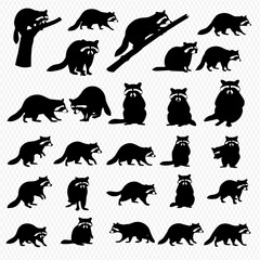 Collection of raccoon silhouettes in various poses, including standing, walking, climbing, and looking forward on a transparent background.
