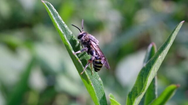 Close-up video of an alkali bee perched on a pointed leaf. Footage of an insect of the species Nomia melanderi perched on a wild plant, resting while foraging in macro. Animal Shot in 4k Resolution