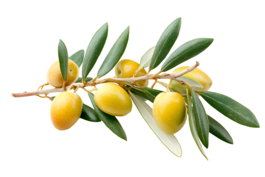 Yellow Olives on Branch with Leaves – Fresh Organic Fruit Isolated on Transparent Background