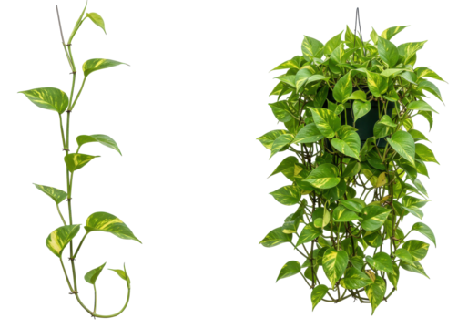 Lush green pothos plants elegantly cascading from a hanging planter in a bright room
