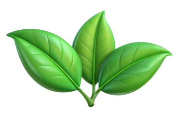 Three realistic green tea leaves with detailed veins isolated on transparent background