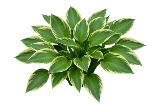 Vibrant green hosta plant with variegated leaves, showcasing lush foliage against a white background
