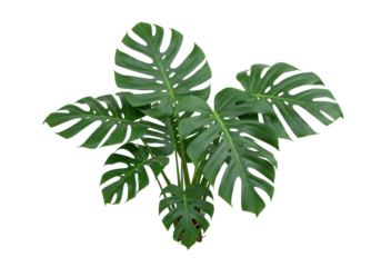 Lush green monstera plant with broad leaves, isolated against a clean background