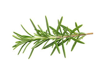 Fototapeta premium Fresh rosemary sprig isolated on a white background, ideal for culinary and herbal use