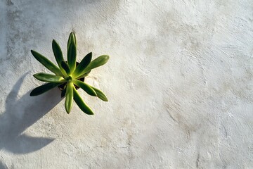 white tulips on wooden background
