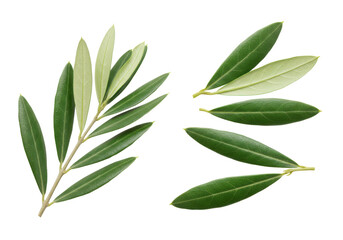 Fresh green olive leaves arranged artistically on a clean background, ideal for nature-themed projects
